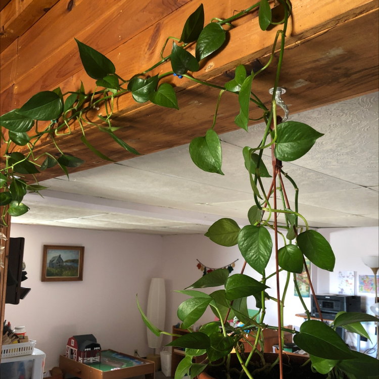 Taro Vine plant photo by @jap89 named Eustace on Greg, the plant care app.