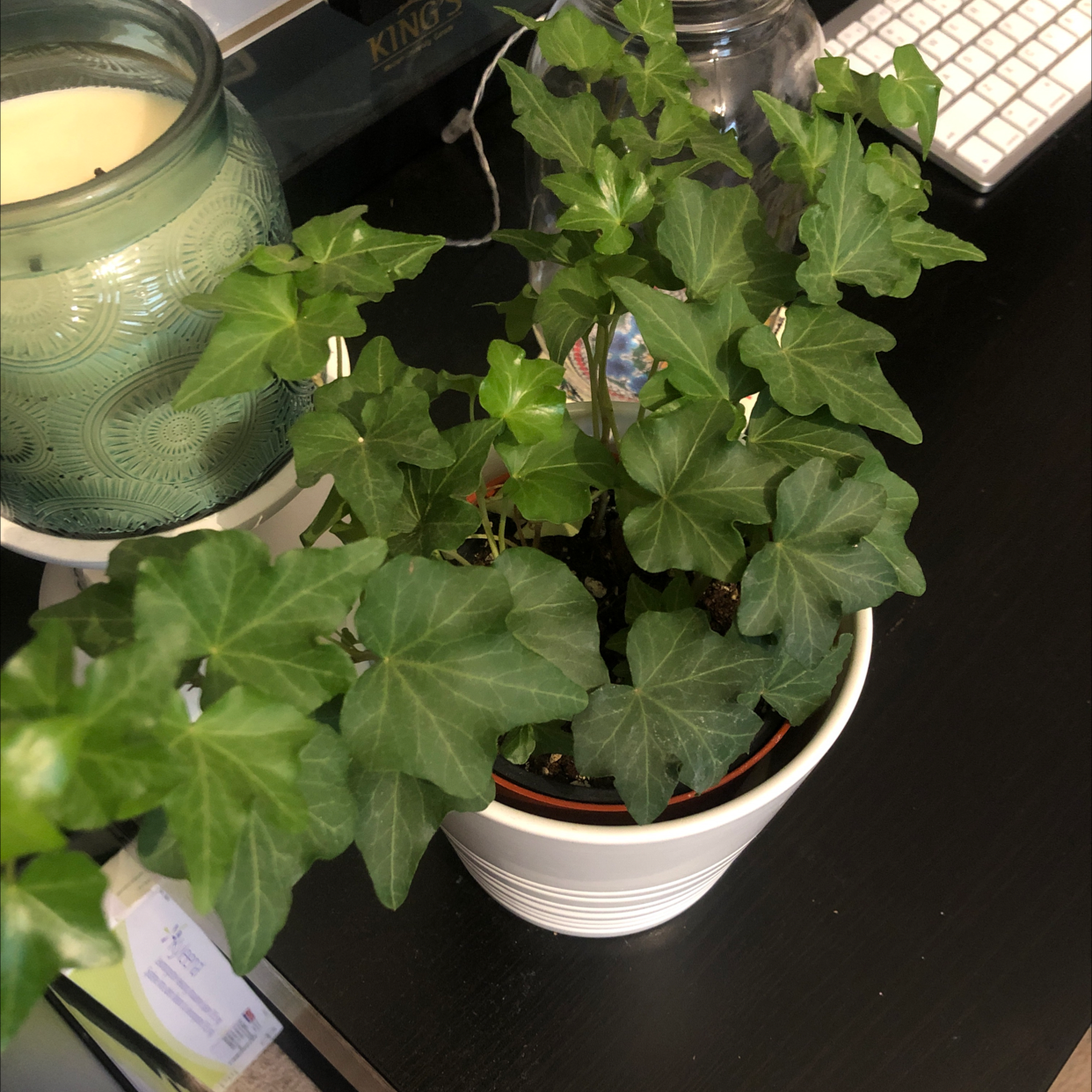English Ivy plant photo by @kateski named Sweet Ivy on Greg, the plant care app.