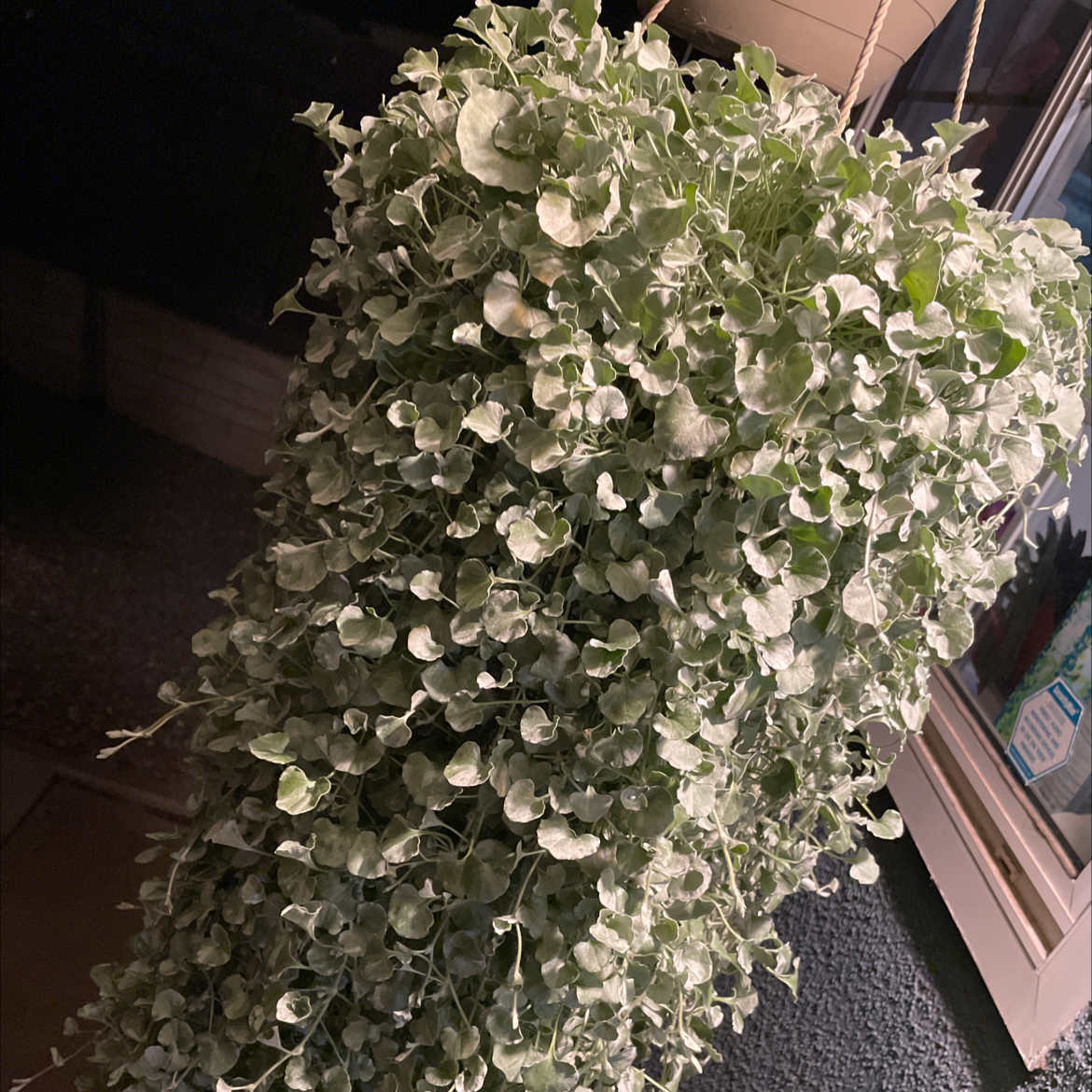 Hanging Silver Ponysfoot plant with small, round, silver-green leaves.