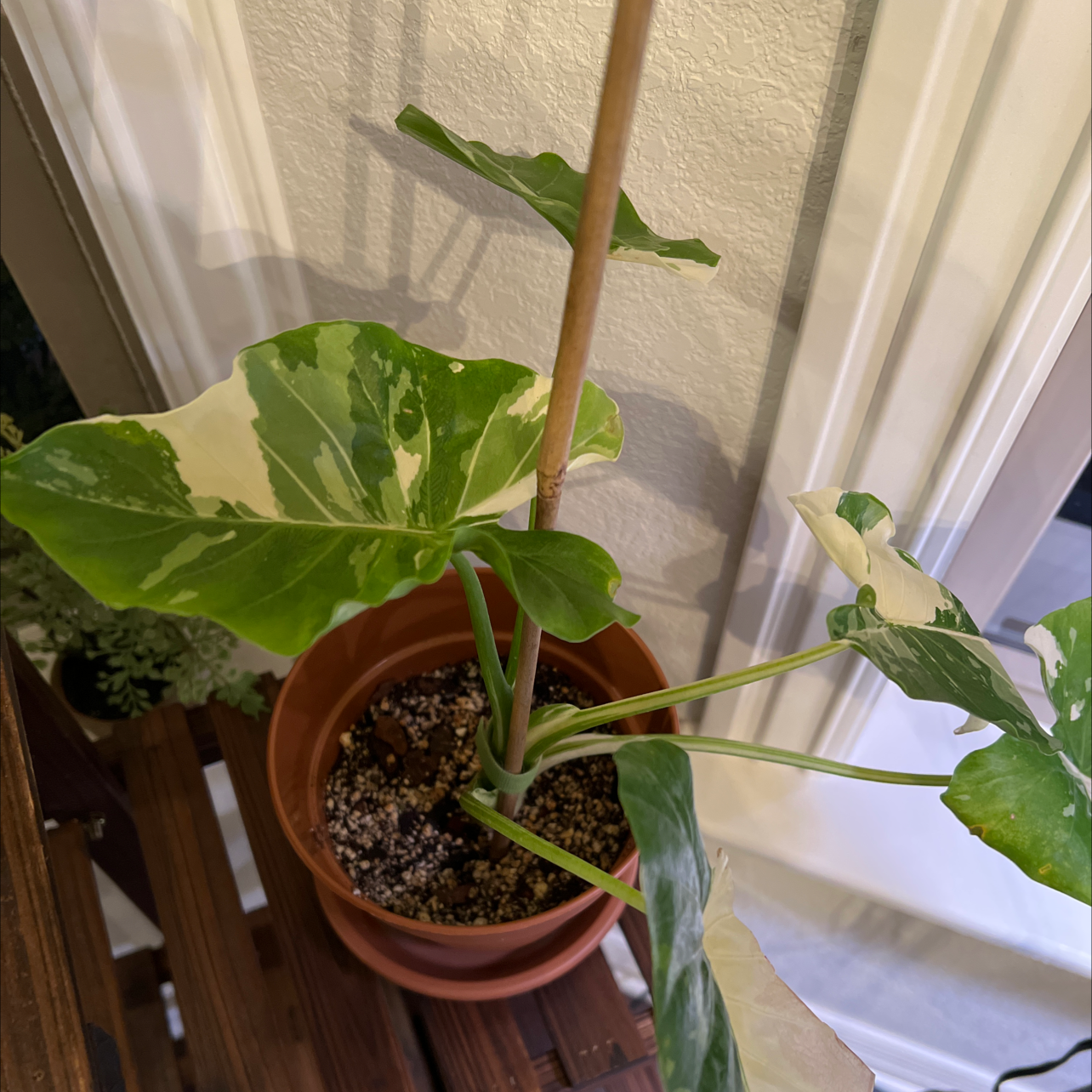 Photo of the plant species Gagnea by @MichysLeaves named Alocasia Gagnea Albo on Greg, the plant care app