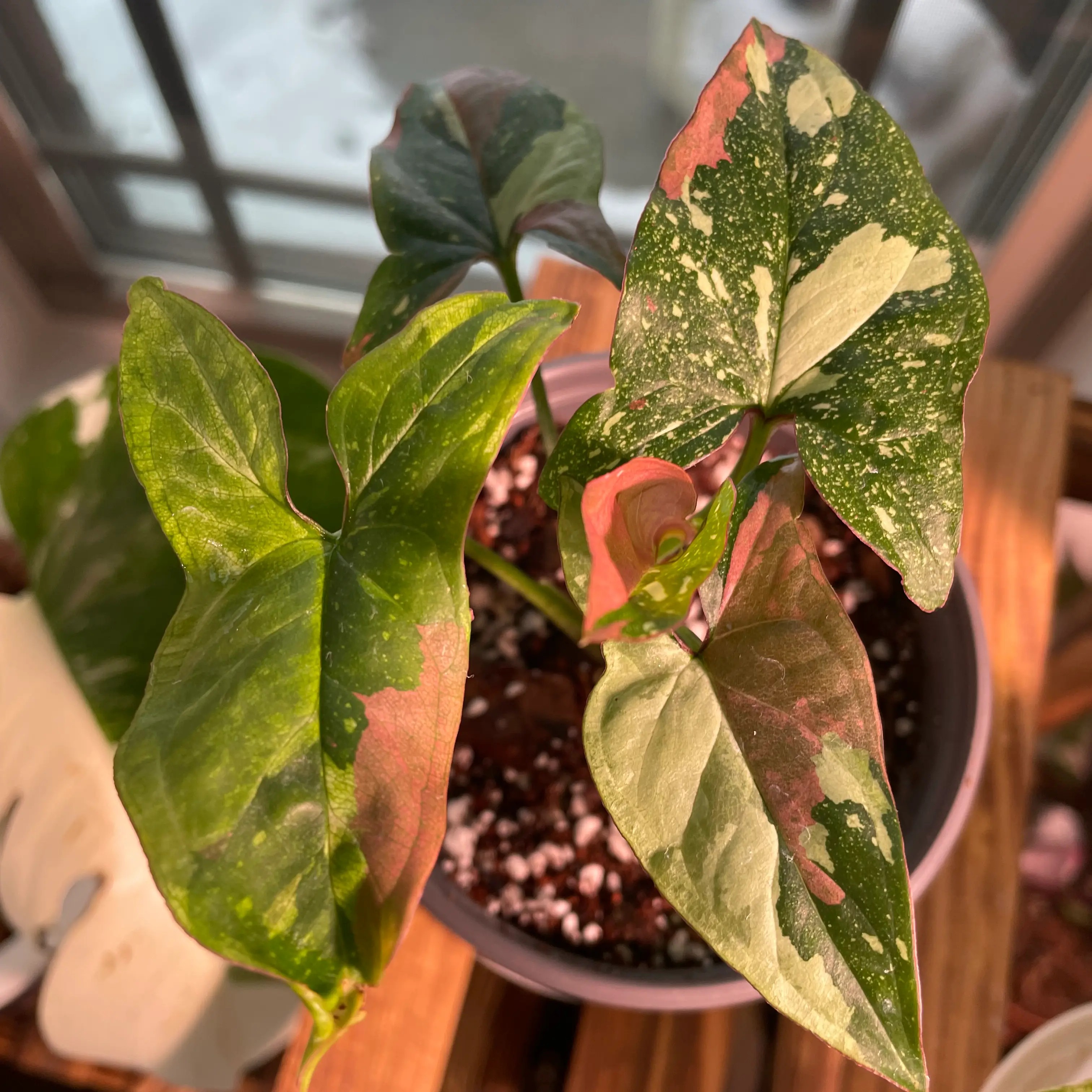 Photo of the plant species Syngonium / Arrowhead by @MichysLeaves named Tricolor on Greg, the plant care app
