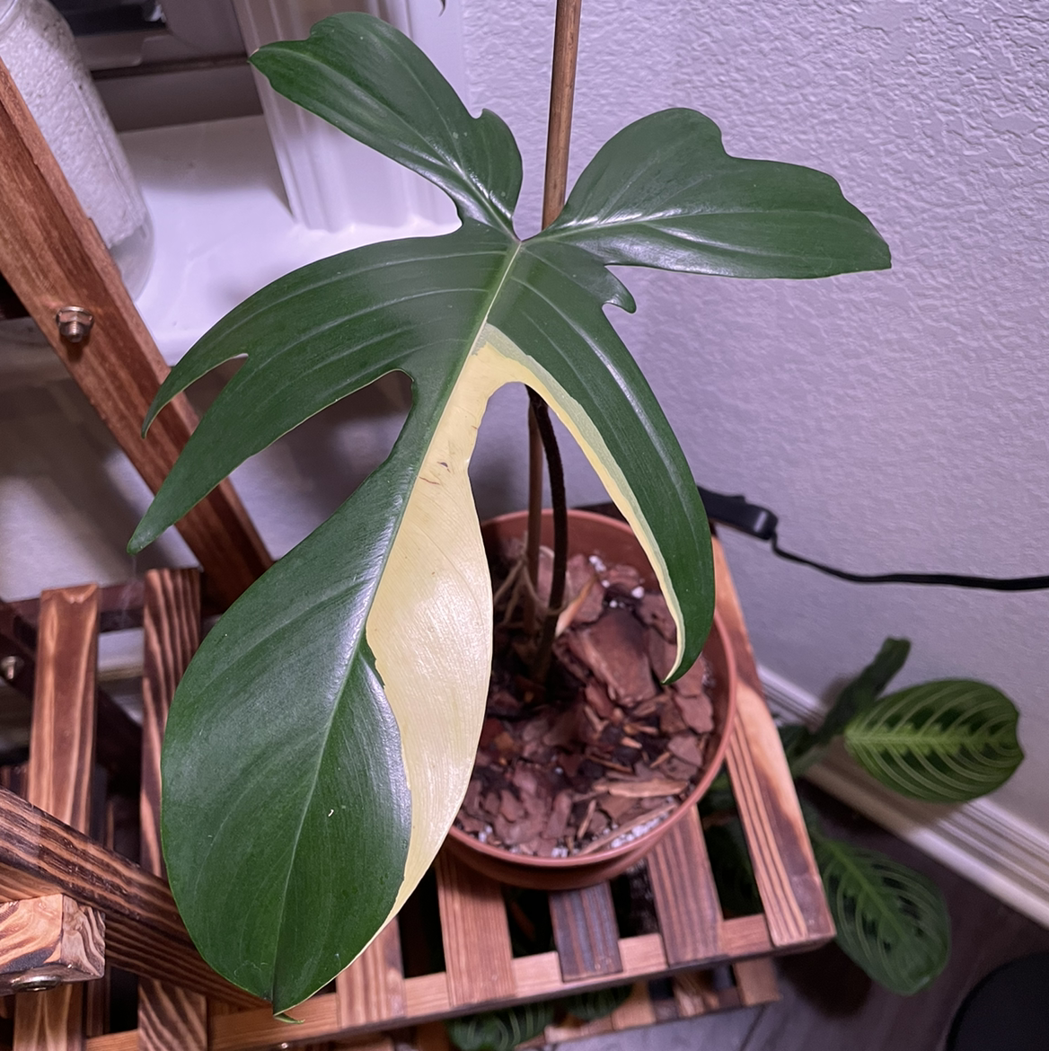 Philodendron 'Florida Beauty' plant with variegated leaf in a pot with visible soil.