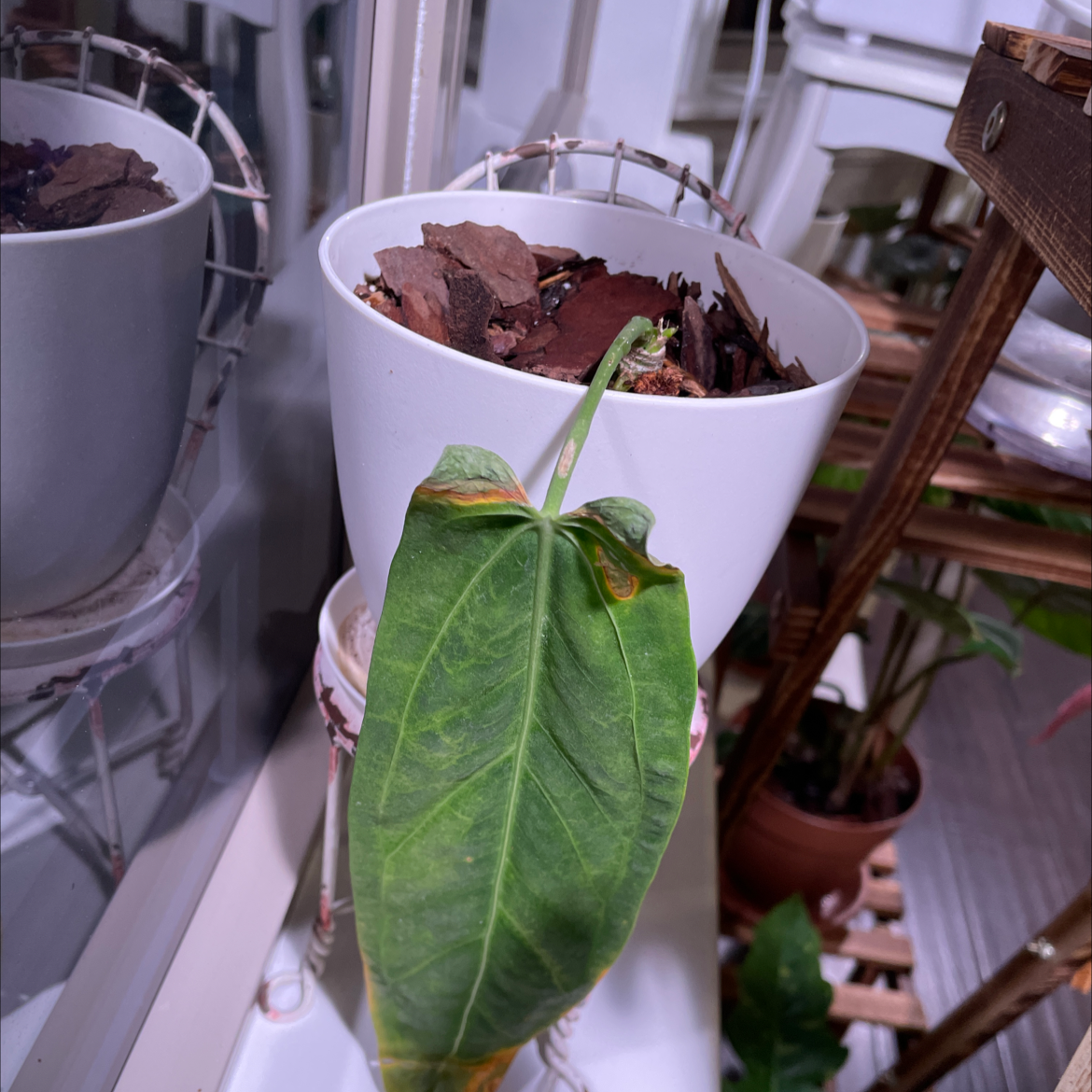 Why Does My Anthurium warocqueanum Have Yellow Leaves?