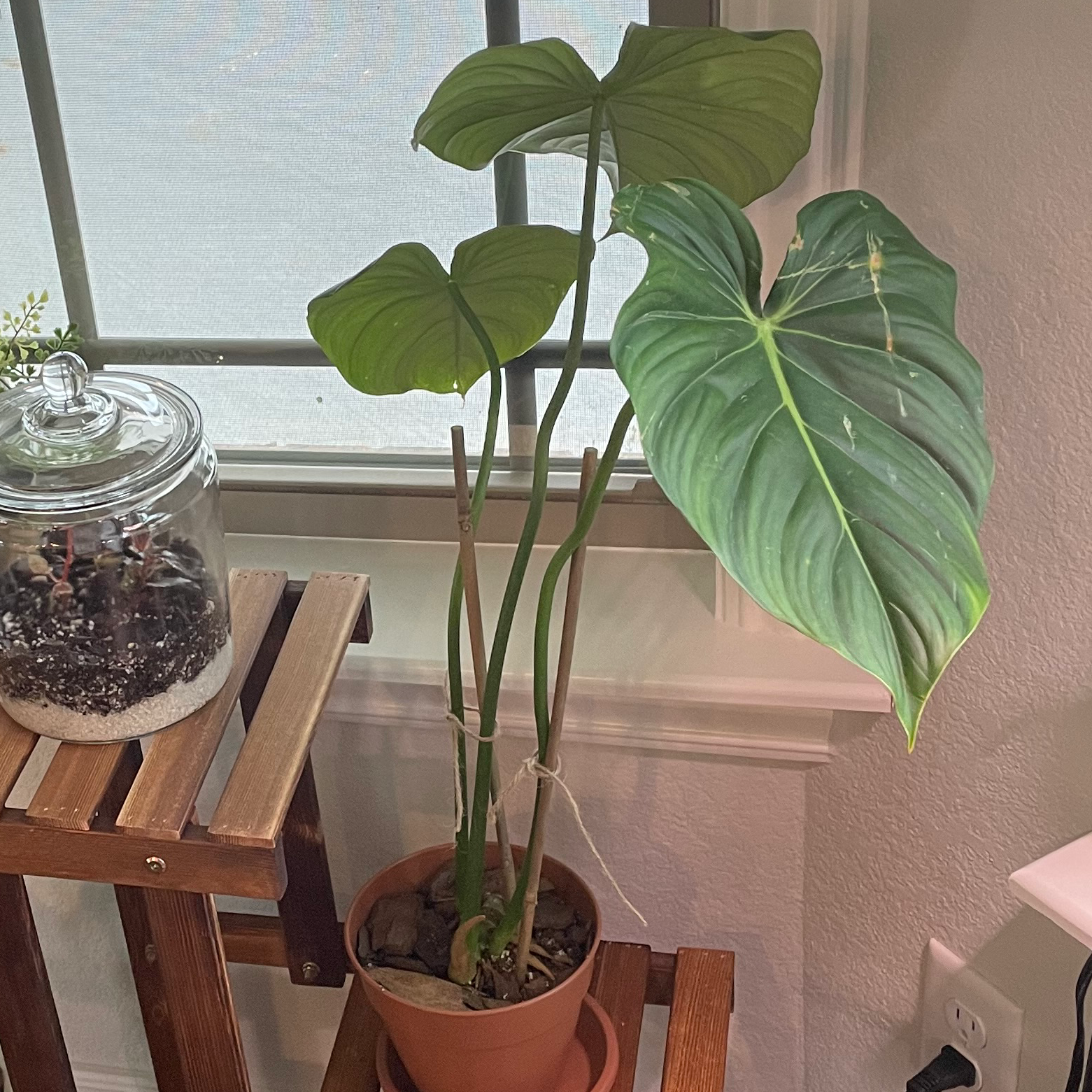 Philodendron 'McDowell' plant in a pot on a wooden stand near a window.