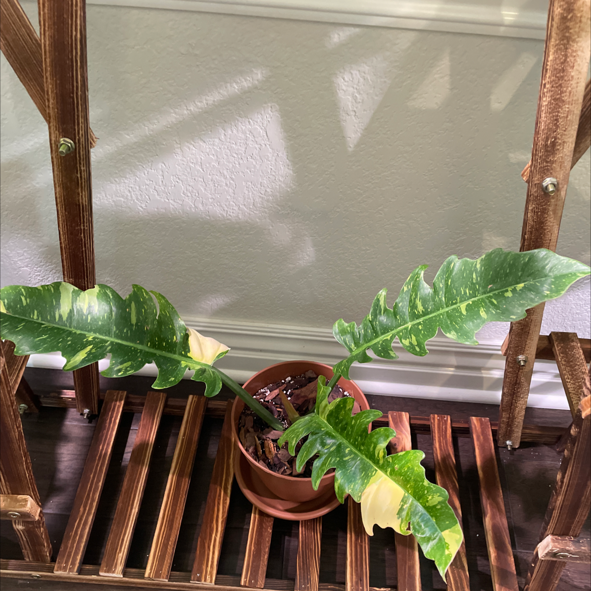 Philodendron 'Ring of Fire' plant in a pot on a wooden shelf with variegated green and yellow leaves.