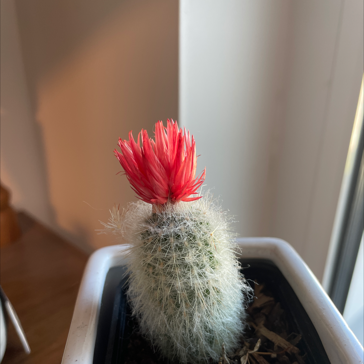 Rattail Nipple Cactus with a red flower on top in a pot.