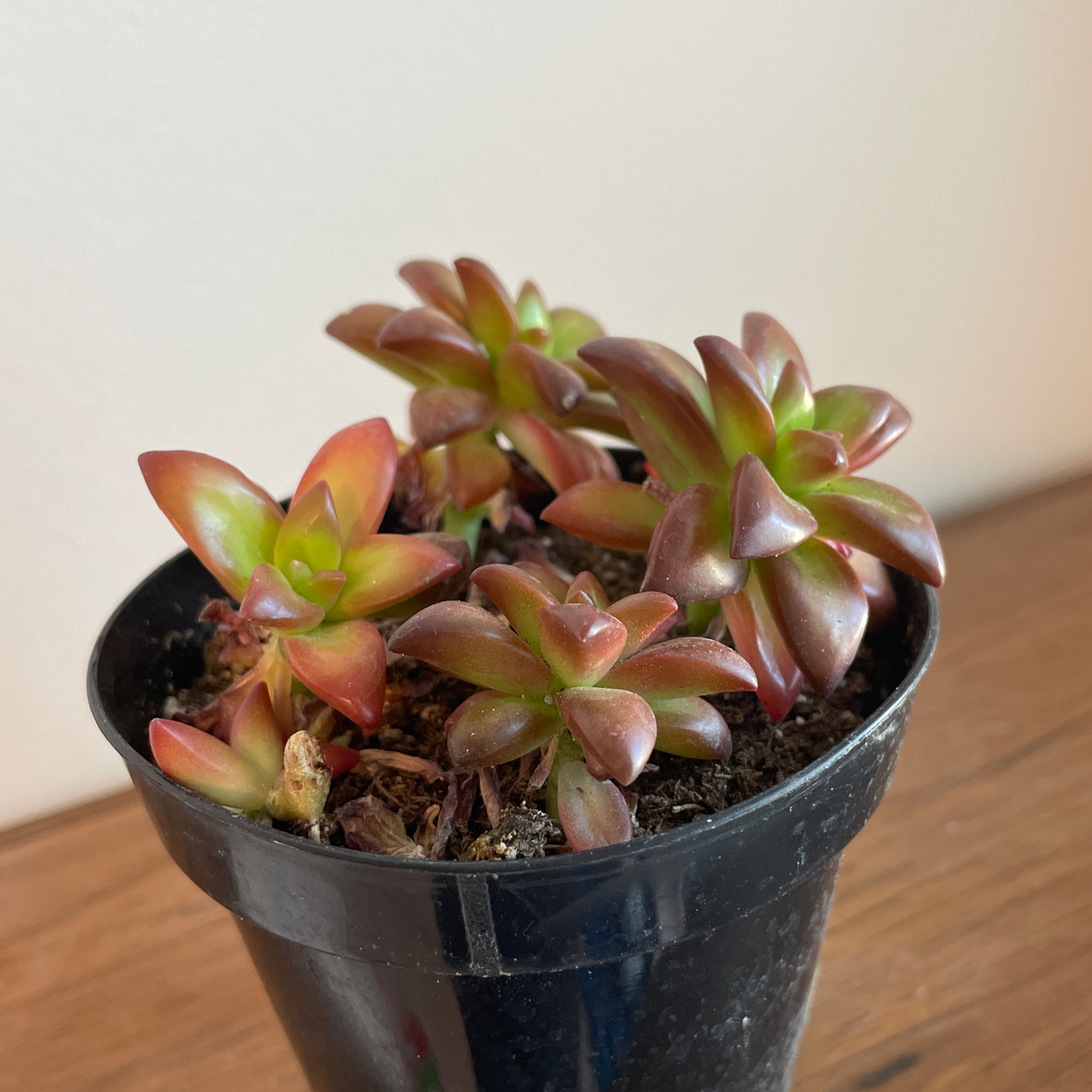 Photo of the plant species Sedum Red Carpet by Tay named Your plant on Greg, the plant care app
