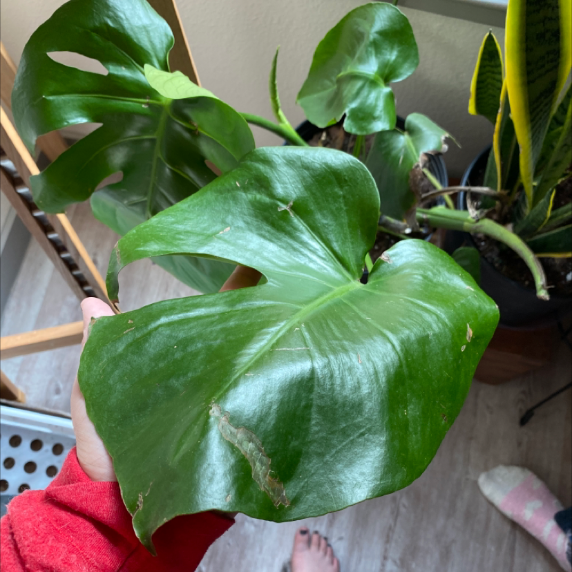 Monstera plant photo by Casey named Gigantor on Greg, the plant care app.