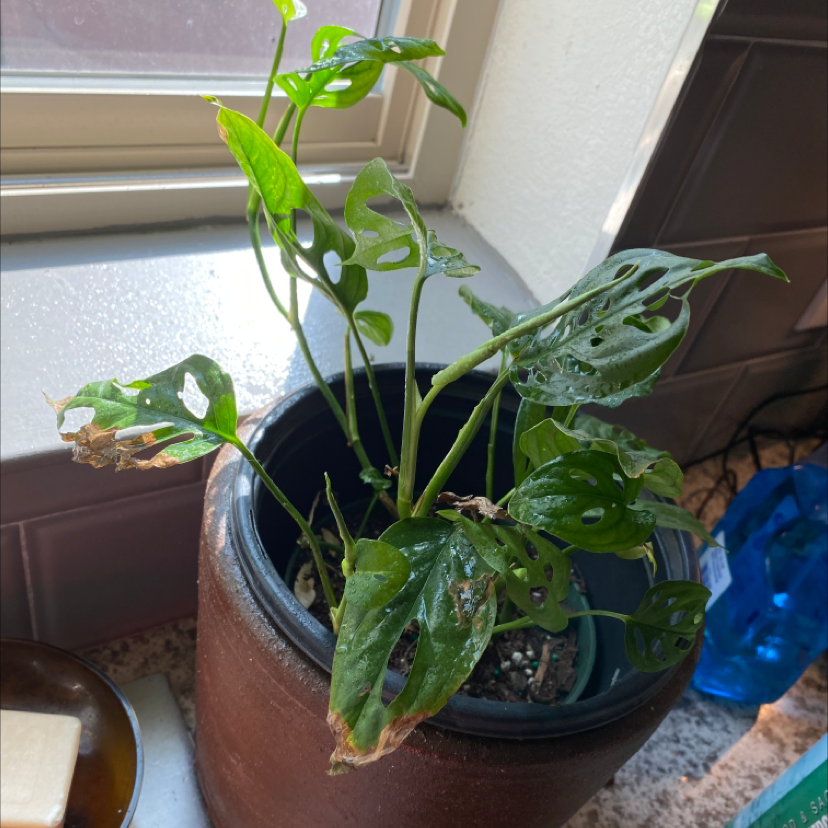 Swiss Cheese Vine plant photo by Casey named Shia Lebouf on Greg, the plant care app.