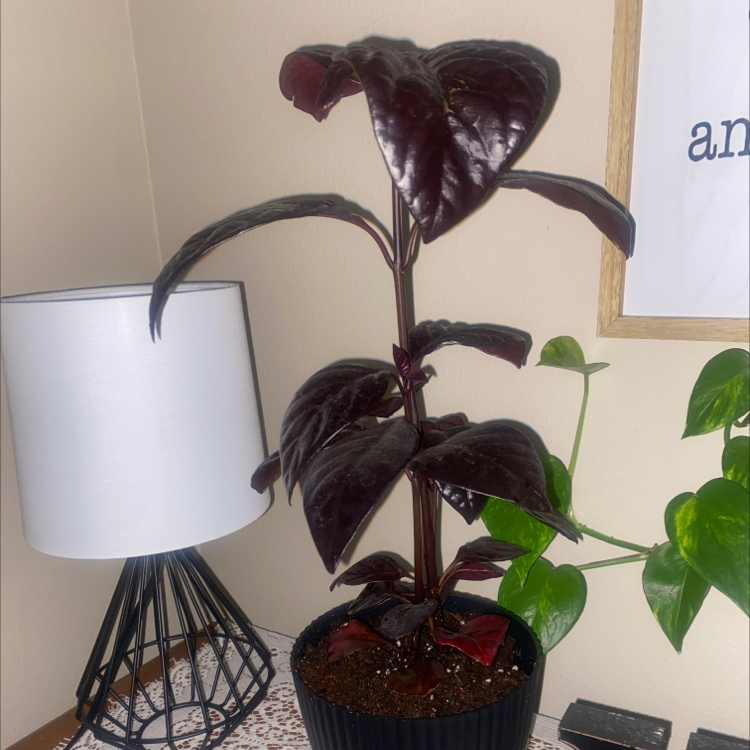 Photo of the plant species Black Varnish Eranthemum by @jalynn_eddy named Raven on Greg, the plant care app