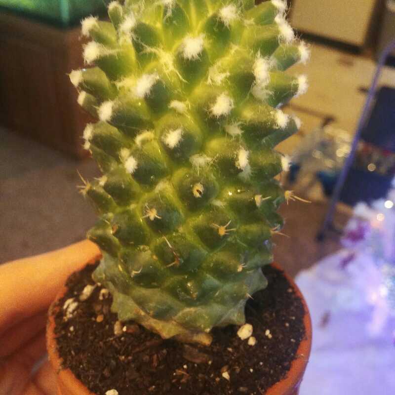 Cacto Plant Boi