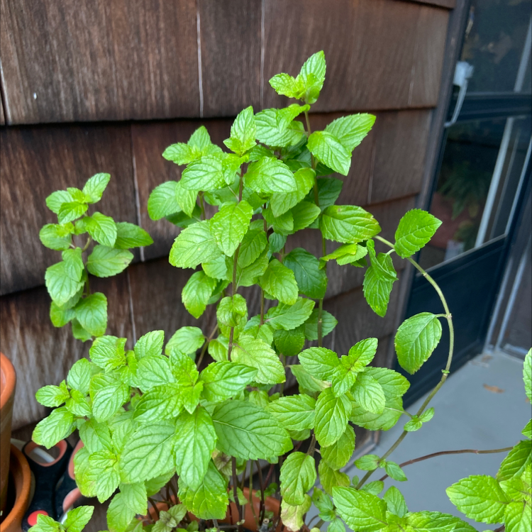 Healthy Horse Mint plant with green serrated leaves in a pot.