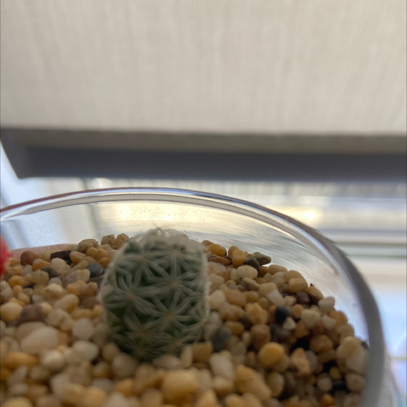 Photo of the plant species Hatchet Cactus by Weevie named Foxxy on Greg, the plant care app