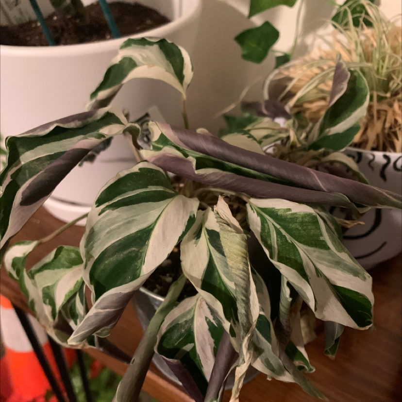 Calathea 'White Fusion' plant photo by Faith named Drama queen on Greg, the plant care app.