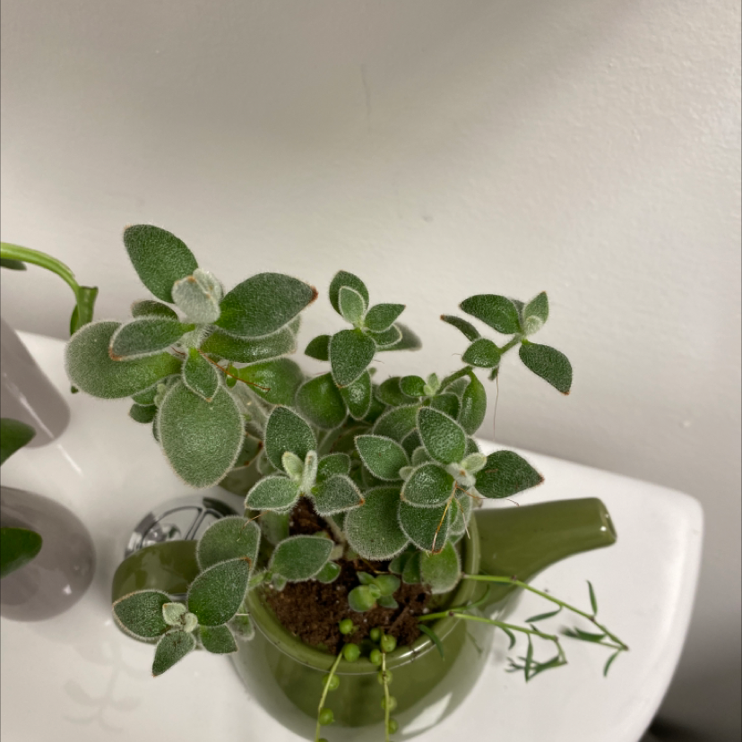 White Velvet plant with green, velvety leaves in a green pot, soil visible.