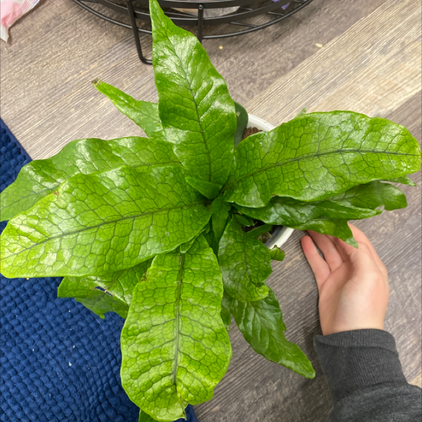 Healthy Crocodile Fern with vibrant green leaves and distinctive texture.