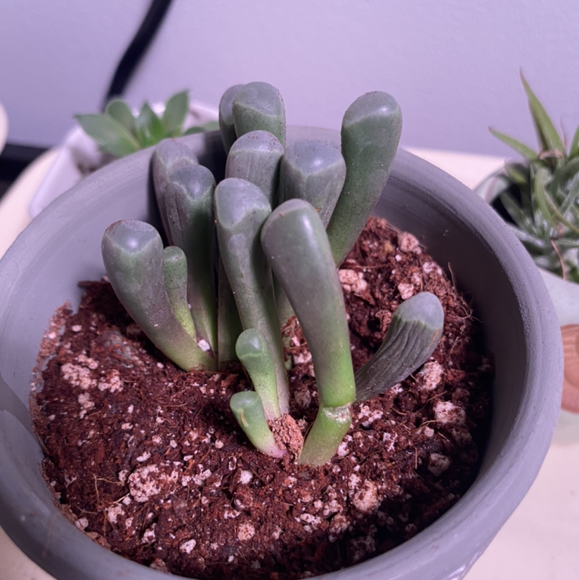 Potted Baby Toes (Fenestraria rhopalophylla) plant with visible soil, well-framed and in focus.