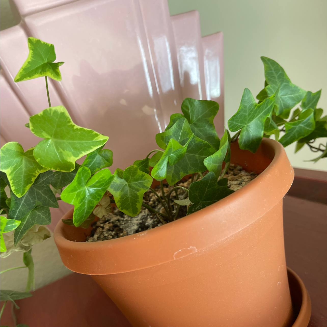 English Ivy plant photo by @Stephanie_Swizzlestick named English Ivy on Greg, the plant care app.