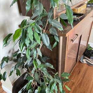 Weeping Fig plant photo by @Stephanie_Swizzlestick named Ficus Tree on Greg, the plant care app.