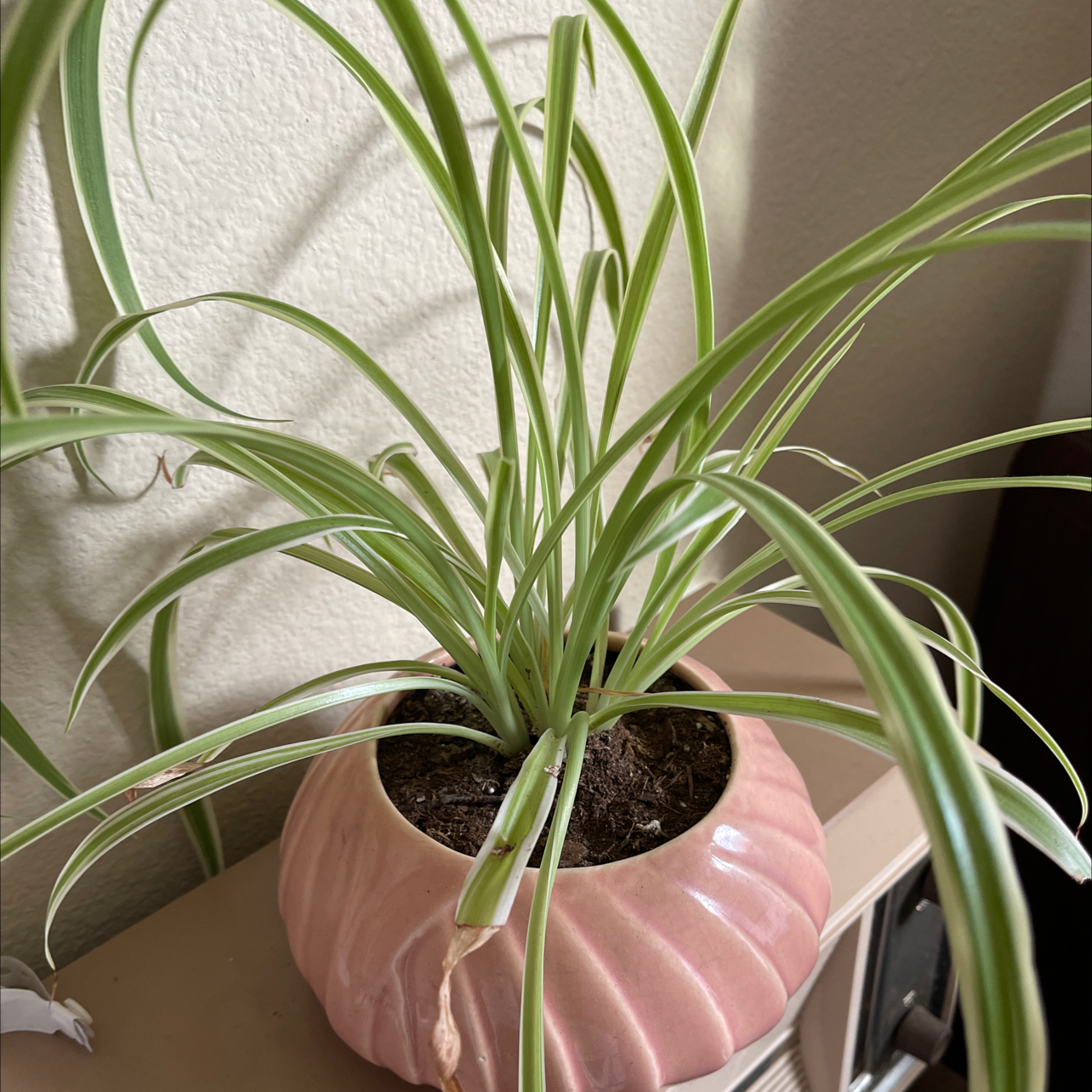 Spider Plant plant photo by @Stephanie_Swizzlestick named Spider Plant on Greg, the plant care app.