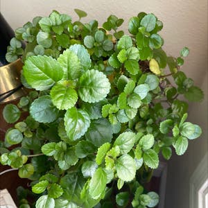 Swedish Ivy plant photo by @Stephanie_Swizzlestick named The Swede on Greg, the plant care app.