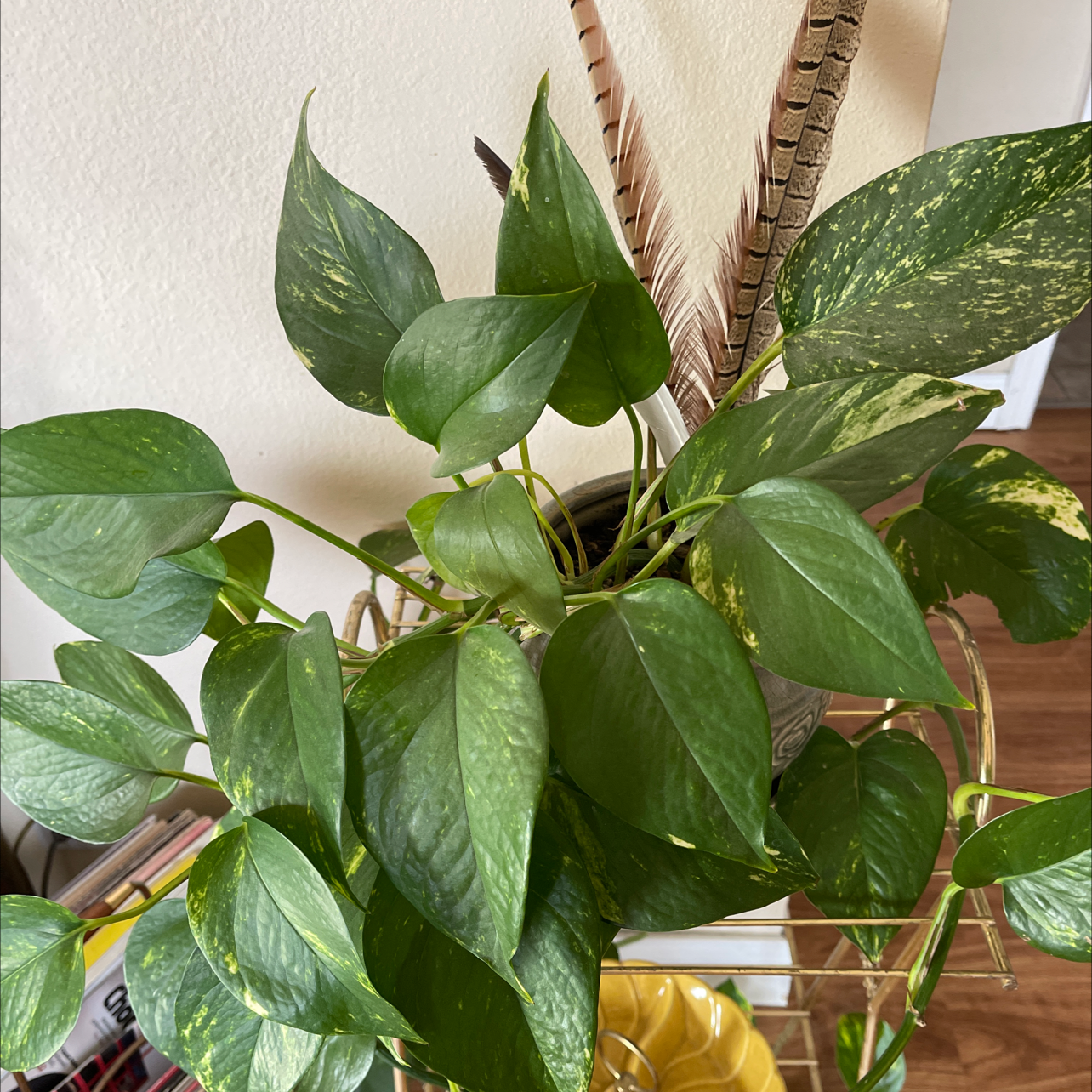 Taro Vine plant photo by @Stephanie_Swizzlestick named Pothos 1 on Greg, the plant care app.