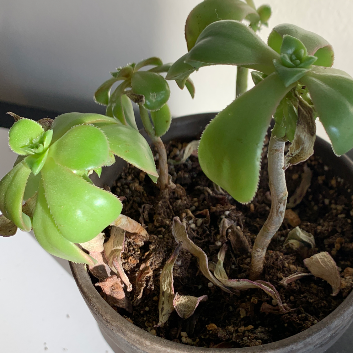 Potted Haworth's Aeonium with green leaves, some wilting and browning, visible soil.