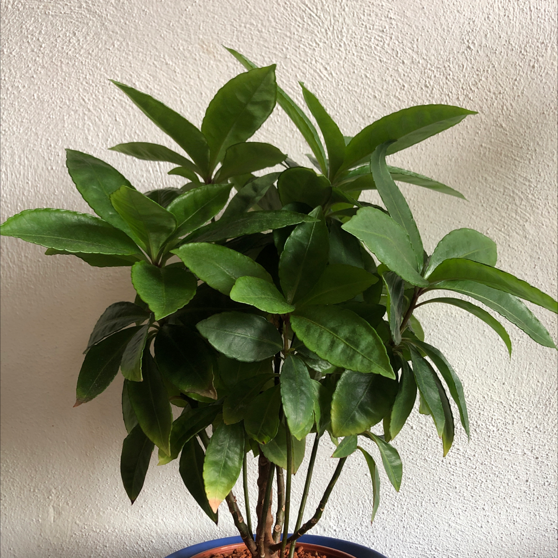 Healthy Christmas Berry plant with lush green leaves in a pot.
