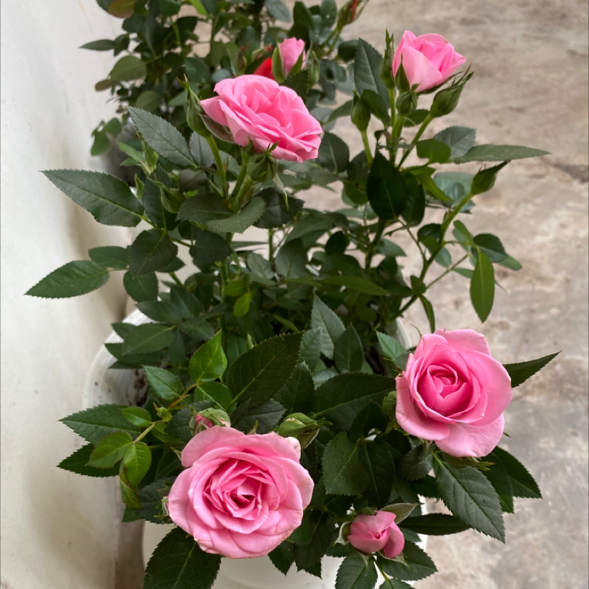 Image of an Alpine Rose plant with multiple pink flowers and healthy green leaves.