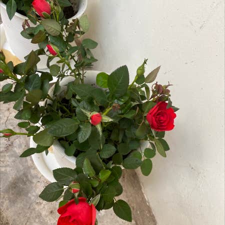 Photo of the plant species Alpine Rose by @Neetasha named Roses Red on Greg, the plant care app