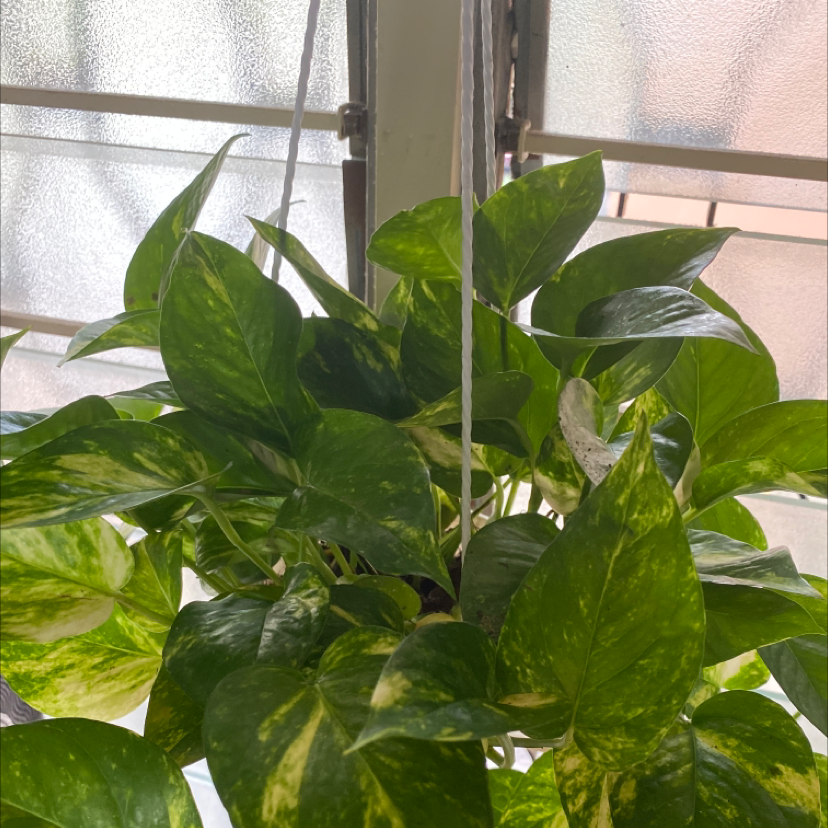 Taro Vine plant photo by @Neetasha named Lily on Greg, the plant care app.