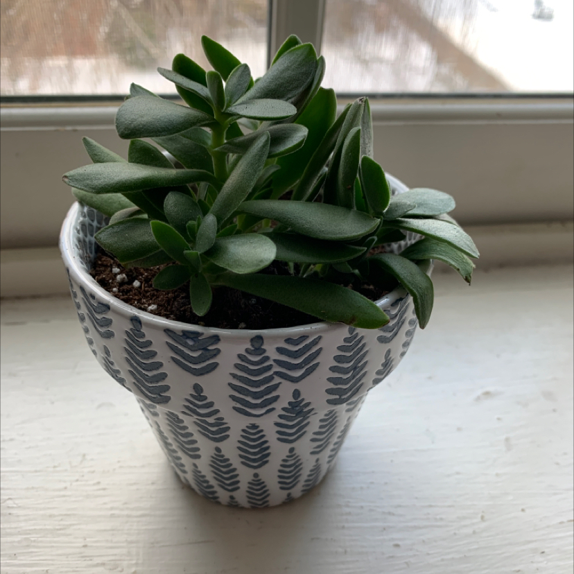 Healthy Showy Stonecrop succulent plant with plump green leaves growing in a decorative patterned pot, well-framed against a neutral background.