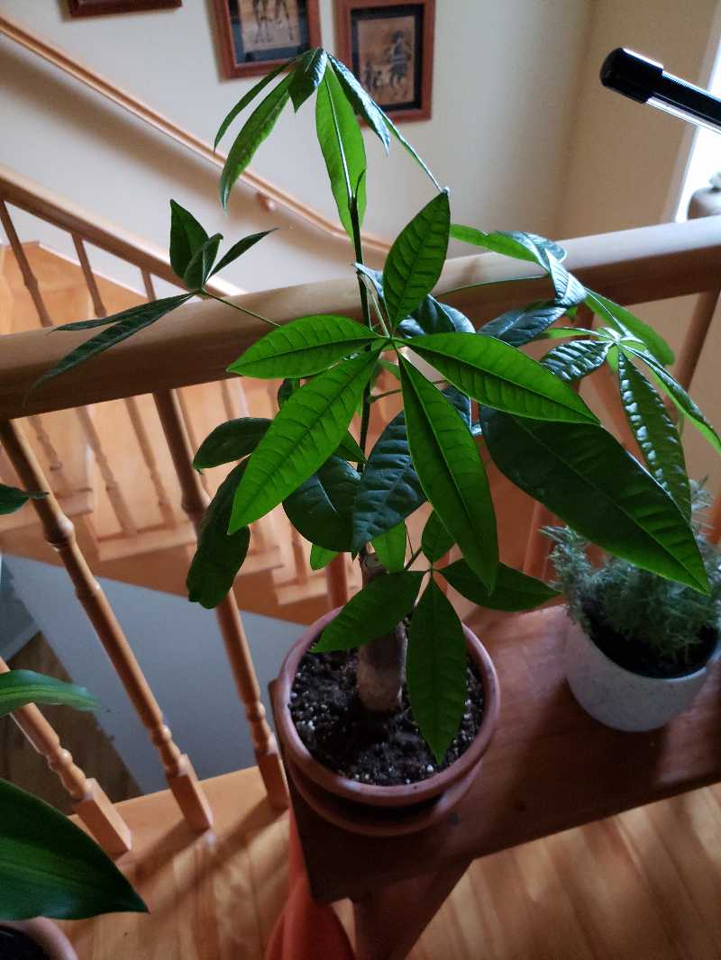 Money tree