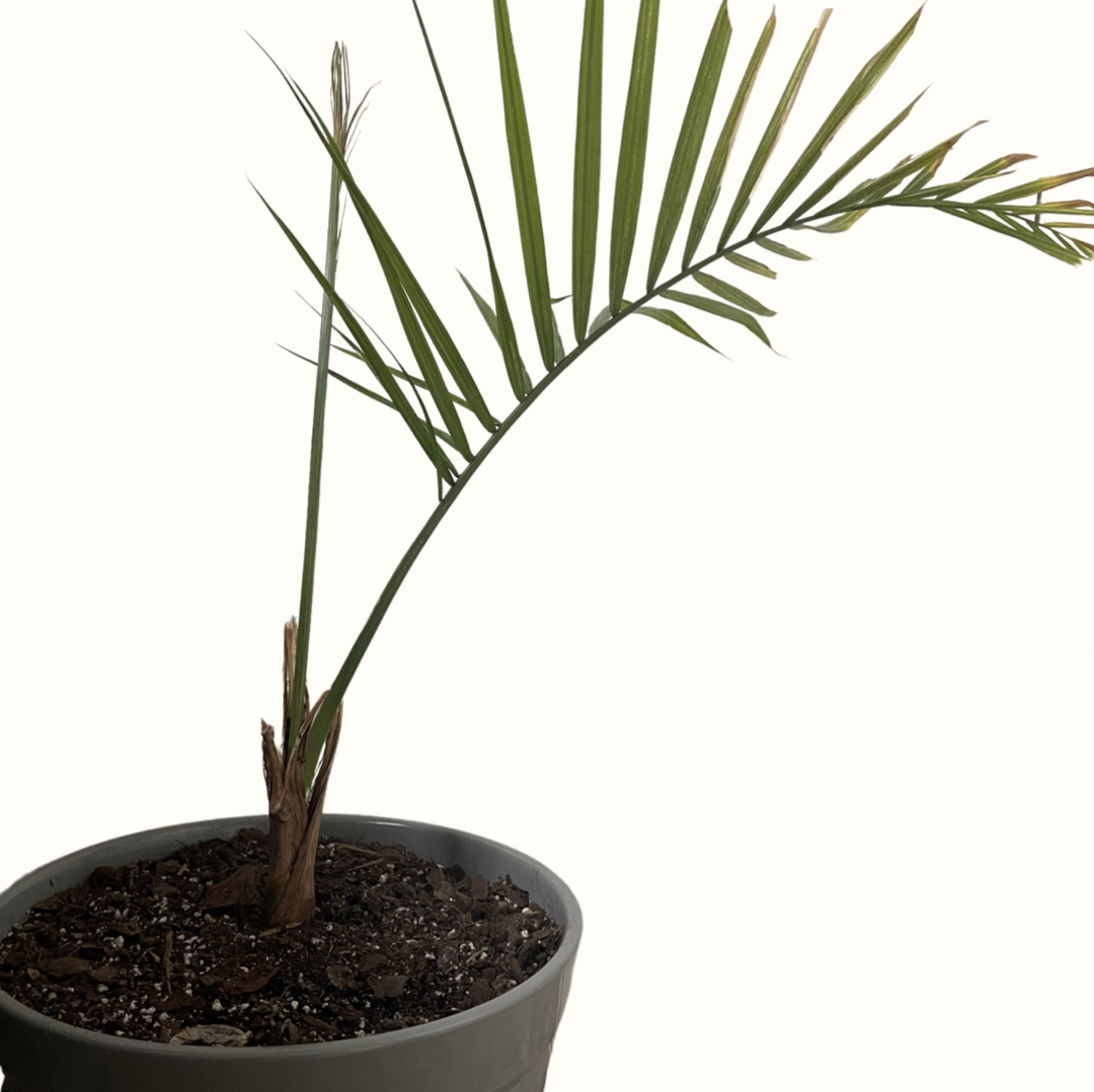 Potted Canary Island Date Palm with a single frond and some browning tips.