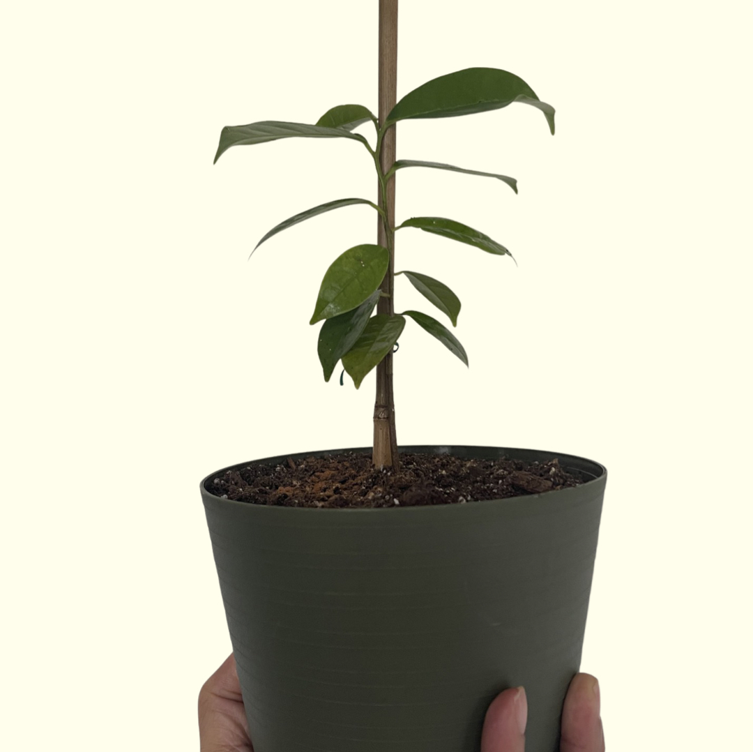 A young potted Soursop plant with green leaves, held by a hand.