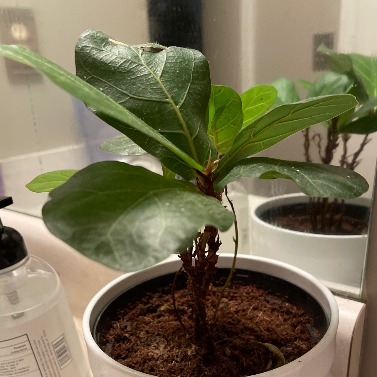 Fiddle Leaf Fig plant photo by @Lifewithbrey named Flex the Fiddle on Greg, the plant care app.