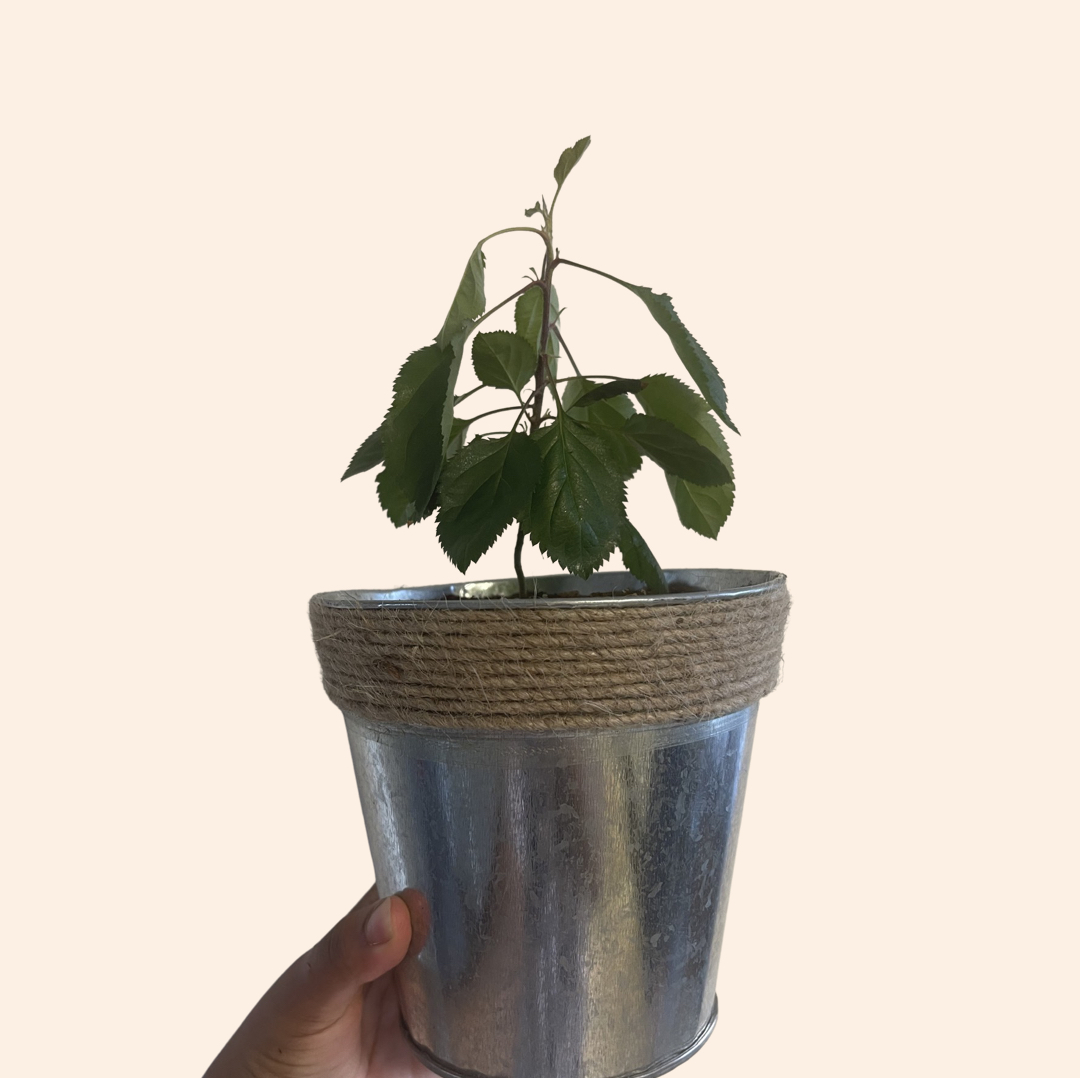 Potted apple plant with green leaves held by a hand against a plain background.