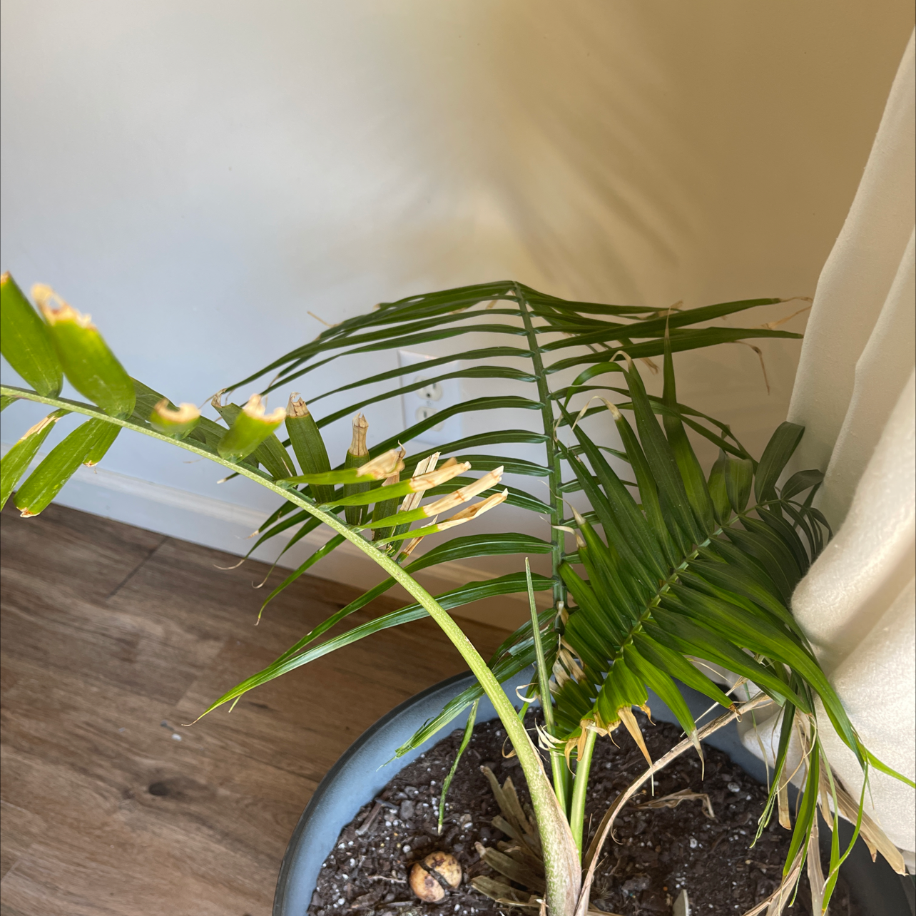 Majesty Palm plant photo by @Lifewithbrey named Stella on Greg, the plant care app.