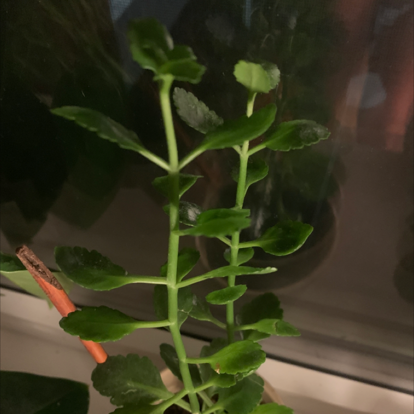 Florist Kalanchoe plant photo by Natalie named Anne on Greg, the plant care app.