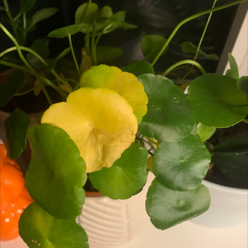 Manyflower Marshpennywort plant with some yellowing leaves in a pot.
