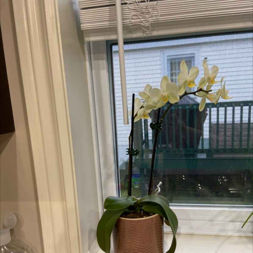 Photo of the plant species White Apple Moth Orchid by @sarahfloyd named Orky on Greg, the plant care app