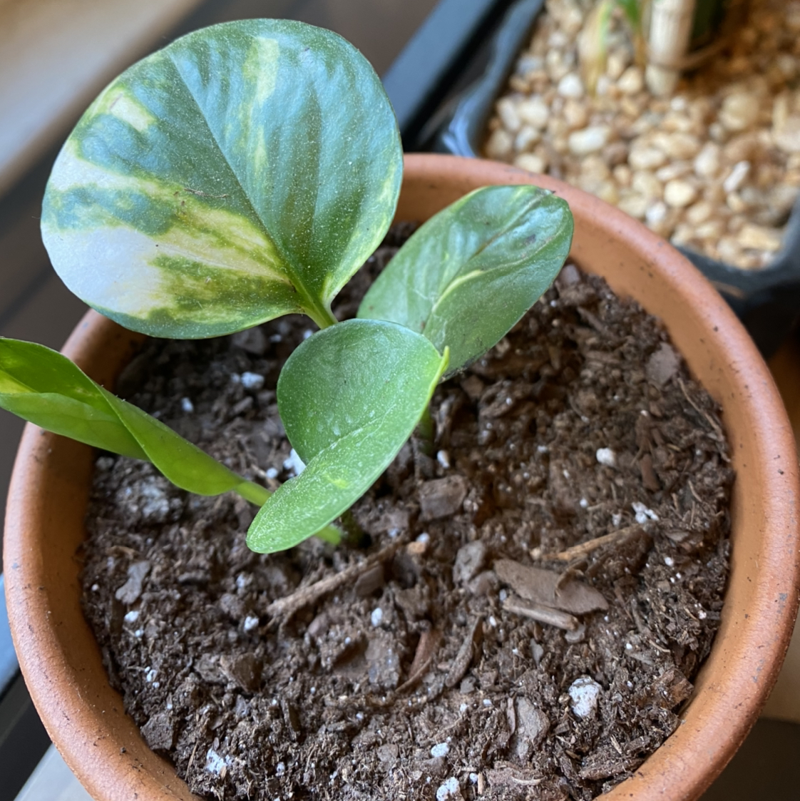 Jade Pothos plant photo by @jennysgarden named Water Baby on Greg, the plant care app.