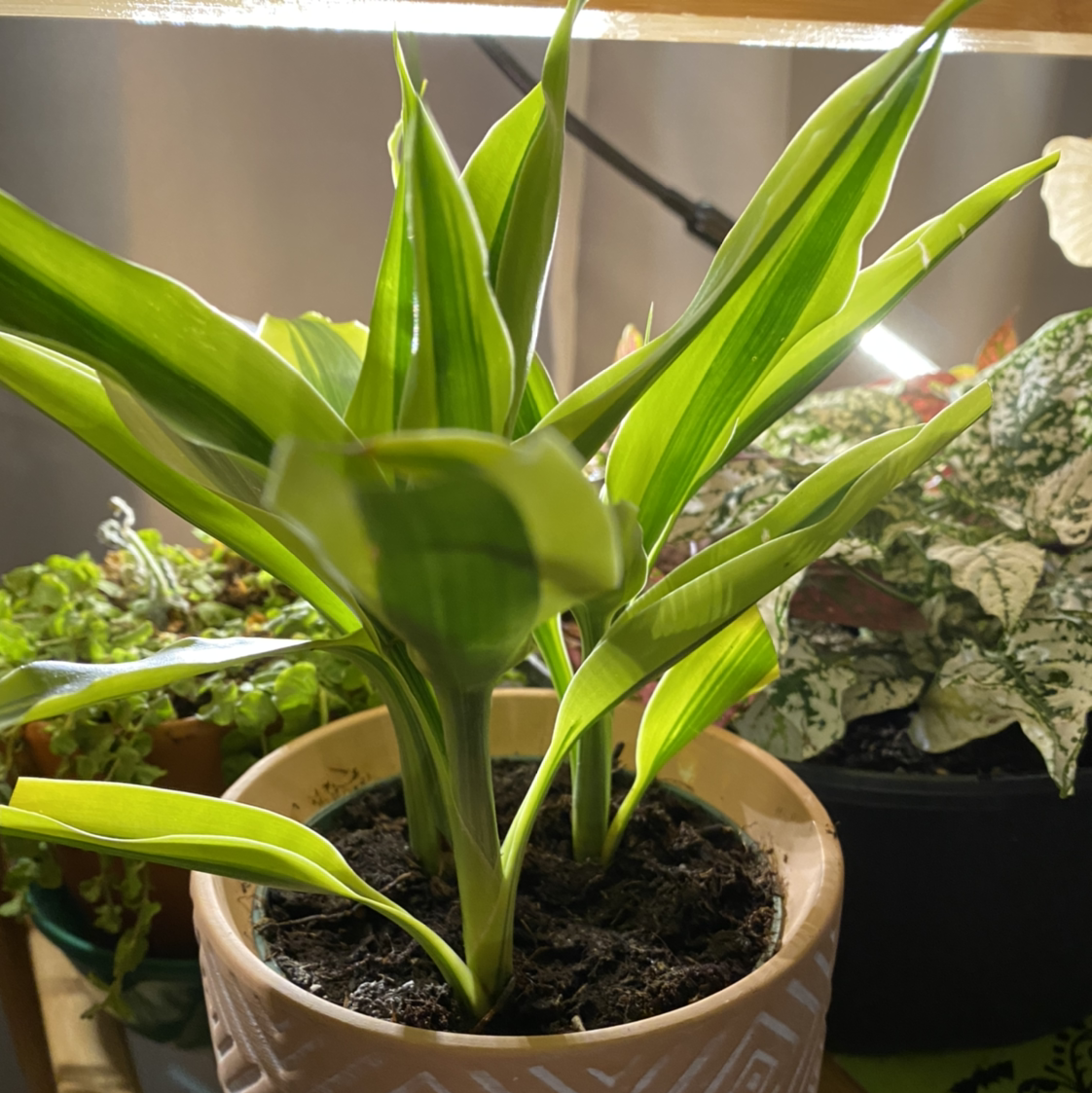Photo of the plant species Dracaena 'Michiko' by @jennysgarden named Miko on Greg, the plant care app