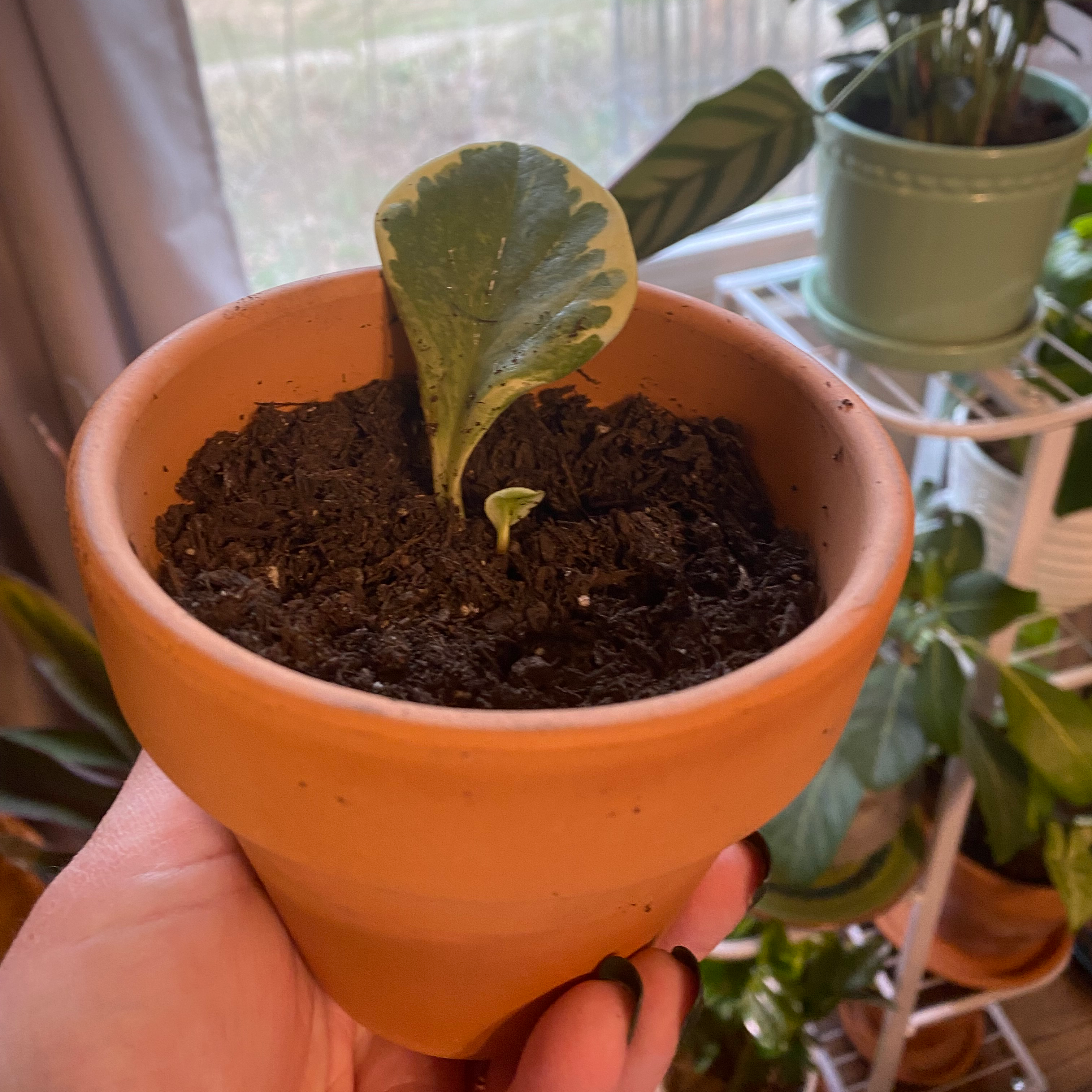 Peperomia 'Ginny' plant in a terracotta pot with a single large variegated leaf and a smaller leaf emerging.