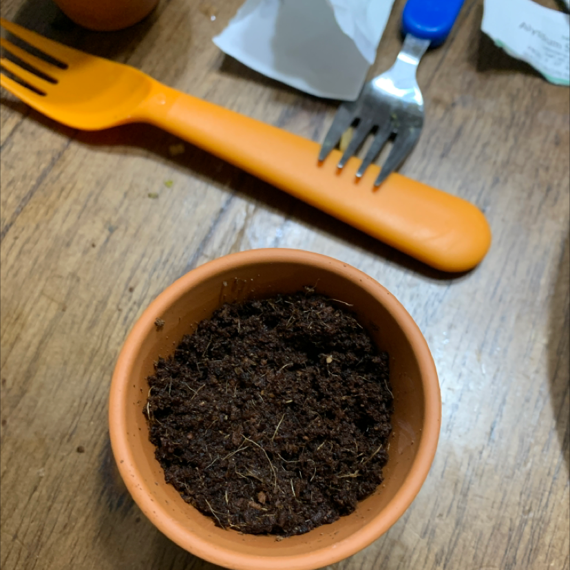 Plant care for Water Cress on Greg, the plant care app