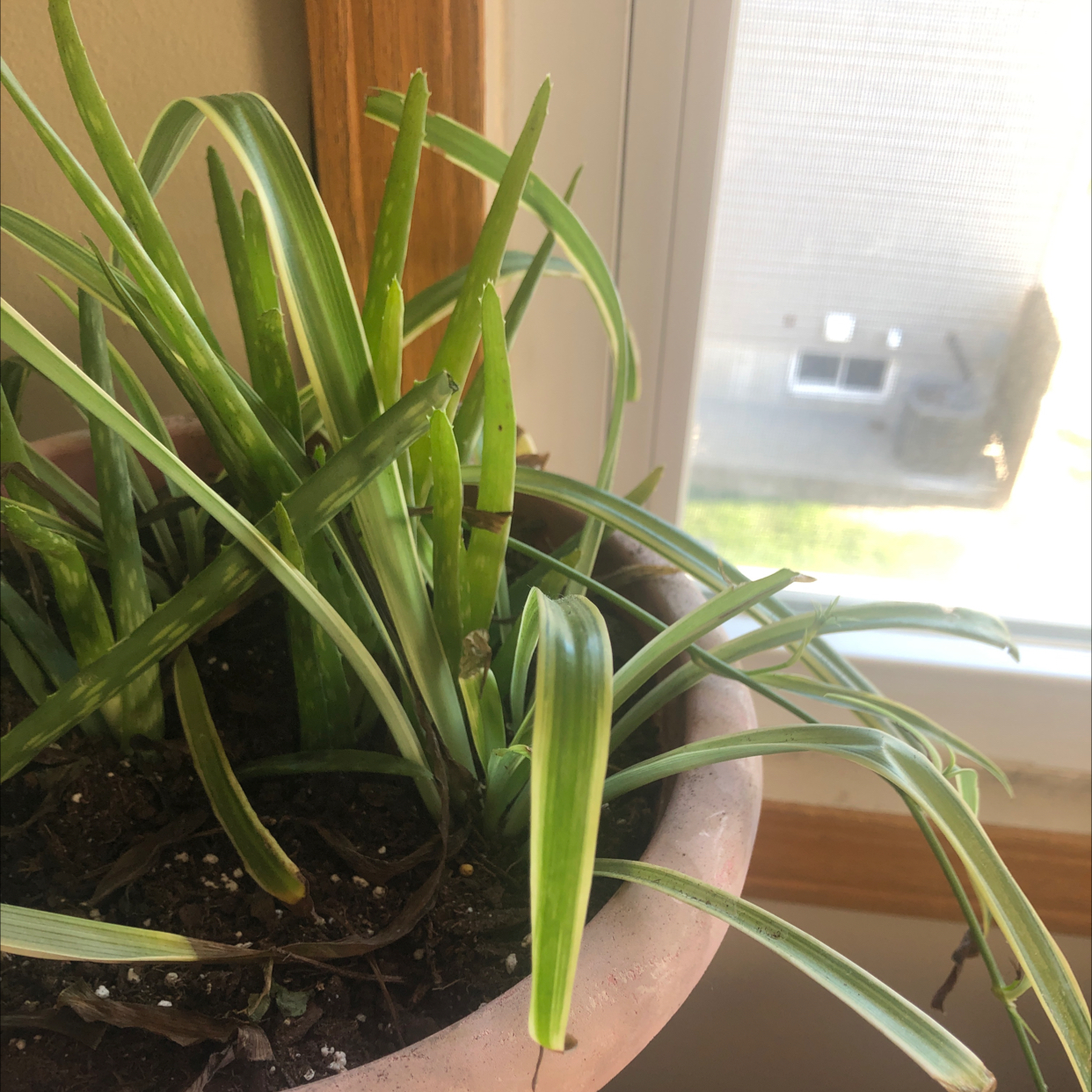 Why Are My Spider Plant 'Variegatum’ Leaves Mushy?