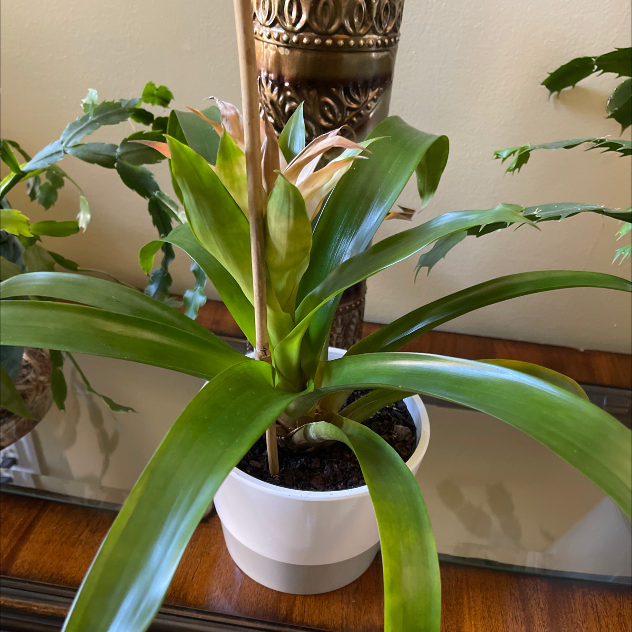 Bromeliad plant in a white pot with some browning at the leaf tips, placed on a wooden surface indoors.