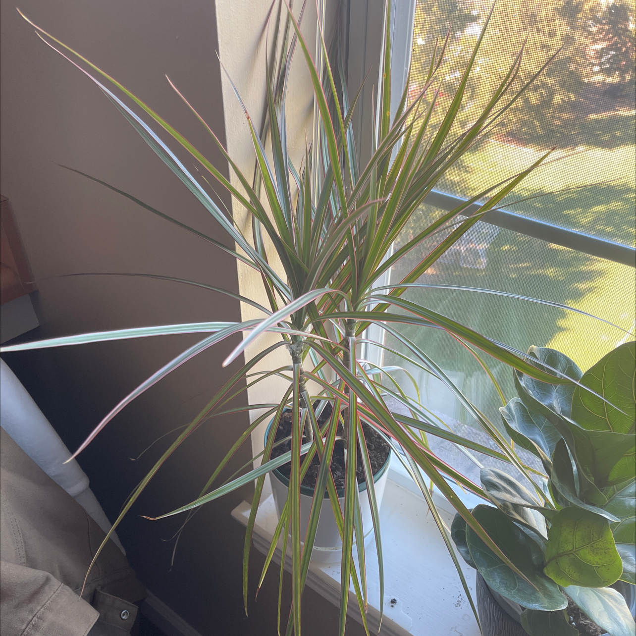 Open Weave Dragon Tree on a windowsill with long, narrow leaves in natural light.