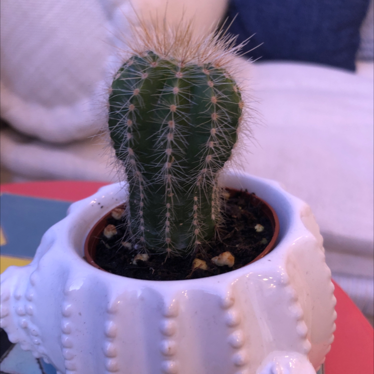 A small Saguaro cactus in a decorative pot, appearing healthy.