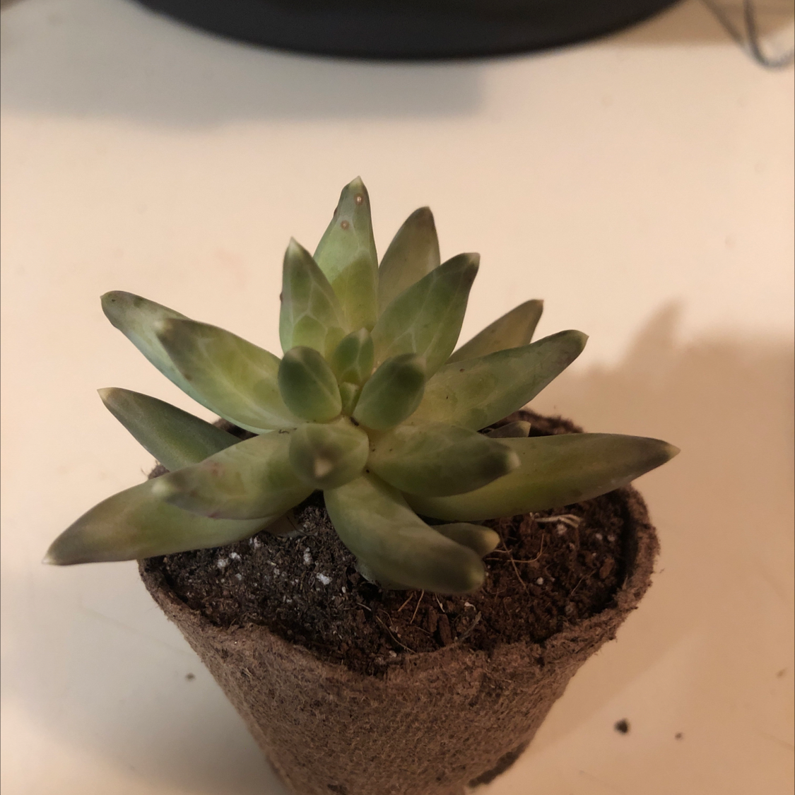 Photo of the plant species little jewel by Shyla named Your plant on Greg, the plant care app